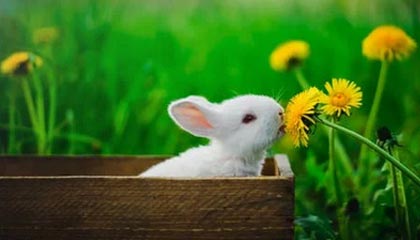 九游娱乐官网 (jiuyou)-西亚强队交锋：沙特劲旅迎战日本豪门，沙特是中亚还是西亚